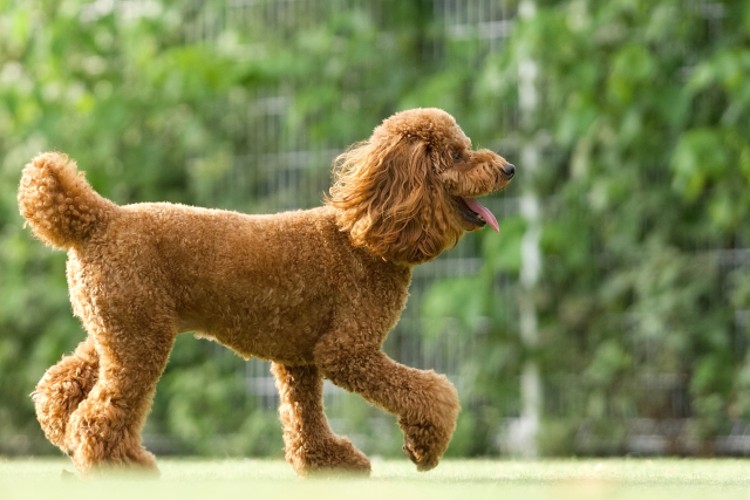 有限会社 大平不動産 たいら動物病院の正社員 医療・介護の求人情報イメージ1