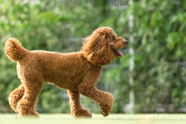 ささき動物病院　合同会社のパート・アルバイト 医療・介護の求人情報イメージ1
